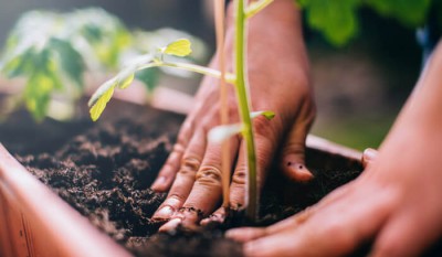 Dica Amoreira: Como fazer um jardim simples e funcional